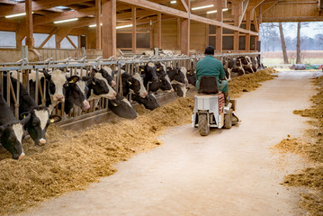 Rindviehfütterung im Stall - Landwirt auf mobiler Kehrmaschine