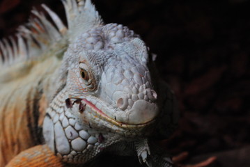 Leguan-Reptilien