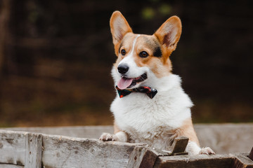 portrait of a dog Corgi
