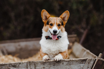 portrait of a dog Corgi