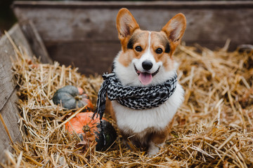 portrait of a dog Corgi