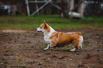 the Corgi dog in a hunting stand