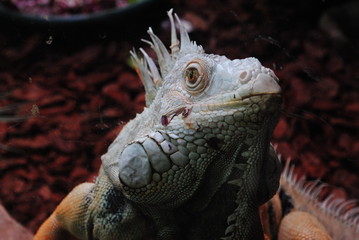 Leguan-Reptilien