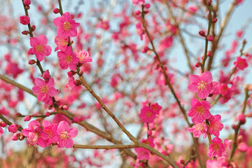 青空と赤い梅の花