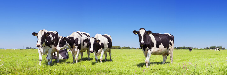 Fototapeta Cows in a fresh grassy field on a clear day obraz