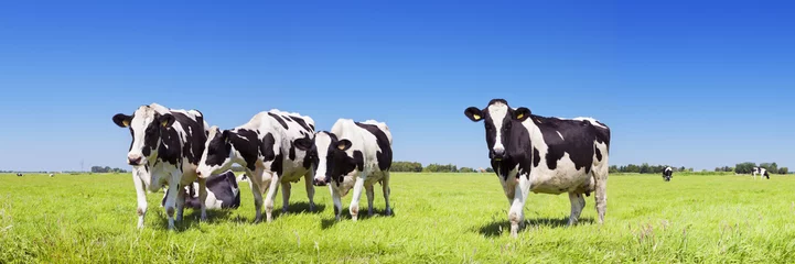 Crédence de cuisine en verre imprimé Vache Vaches dans un champ herbeux frais par temps clair