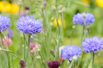 Cornflower in the nature