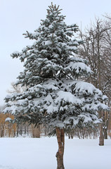 the fir-tree covered with snow