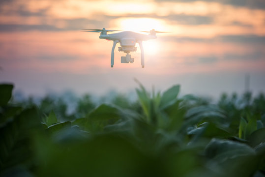 Drone (Multi-rotor) flying above the tobacco plantation on sunset.