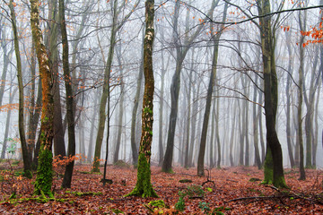 Obraz premium English woodland on a foggy misty morning