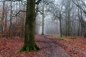 English woodland on a foggy misty morning