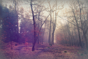 English woodland on a foggy misty morning