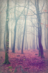 English woodland on a foggy misty morning