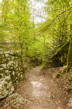 Twann, Twannbachschlucht, Schlucht, Dorf, Wald, Waldweg, Wanderweg, Jura, Felsen, Herbst, Herbstwanderung, Schweiz