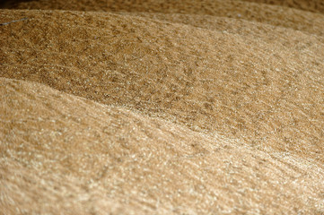 Background made of wheat grains. Wheat grains texture, top view