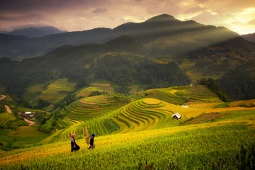 Foto auf Alu-Dibond Reisfelder auf terrassierten Mu Cang Chai © anekoho