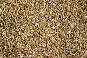 Background made of wheat grains. Wheat grains texture, top view