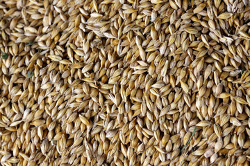 Background made of wheat grains. Wheat grains texture, top view