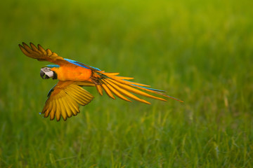 flying macaw, beautiful bird with green background