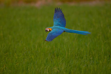 flying macaw, beautiful bird with green background
