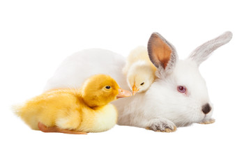 Obraz na płótnie Canvas Rabbit chicken duck