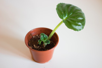 The violet room, the young leaves cuttings from a sheet