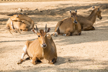 Brown antelopes herd resting .