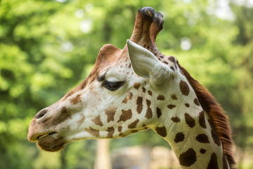Fototapeta premium Close up of beautiful giraffe