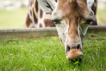 Giraffe eating green grass .