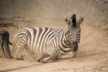 Fototapeta na wymiar Playful zebra in the dust