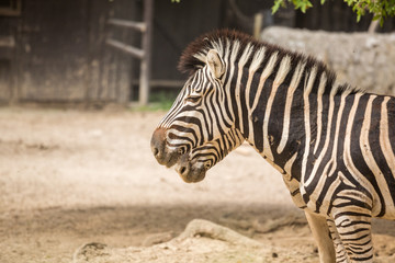 Two zebras in the zoo