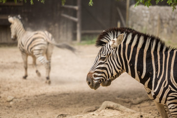 Fototapeta na wymiar Two zebras in the zoo