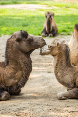 Two camels falling in love