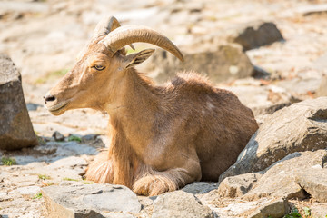 Mountain goat sitting on the stones