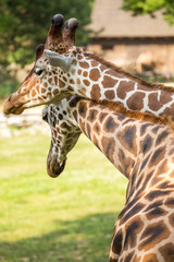 Two giraffes in love