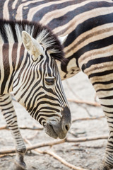 Fototapeta na wymiar Close up of striped zebra