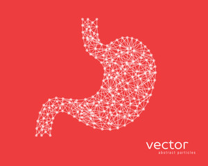 Abstract vector illustration of human stomach.