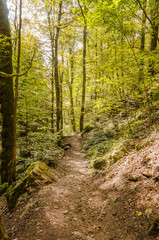 Fototapeta premium Twann, Twannbachschlucht, Schlucht, Wald, Wanderweg, Waldweg, Herbst, Herbstwanderung, Jura, Schweiz