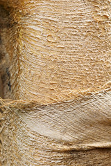 The bark of palm trunk