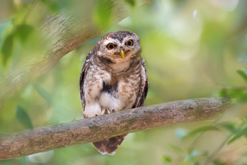 Spotted owlet(Athene brama).  Spotted owlet(Athene brama) perching on branch