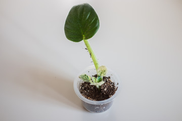 The violet room, the young leaves cuttings from a sheet