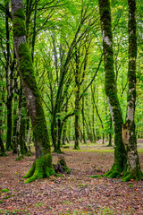 Tree trunks in green mossy forest