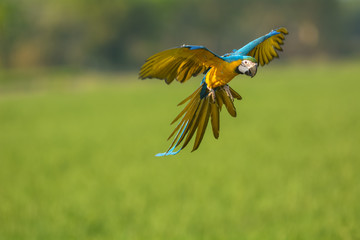 flying macaw, beautiful bird © aee_werawan
