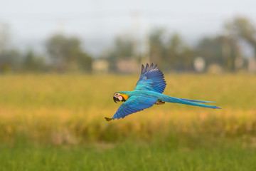 flying macaw, beautiful bird