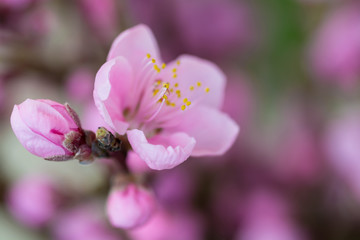 Fototapeta premium 桃の花