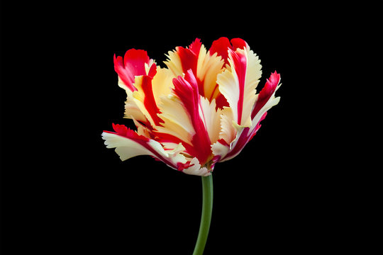 Amazing "Flaming parrot" tulip , floral wallpaper