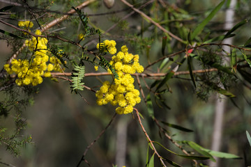 Acacia flowers close up. Australian wattle in spring