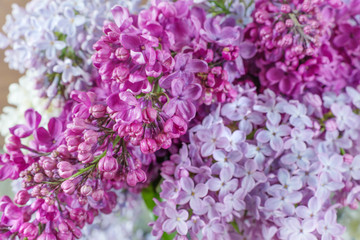 Lush multicolored lilac