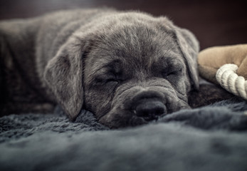Mały szczeniak cane corso  © Rafal