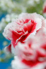 カーネーションの花